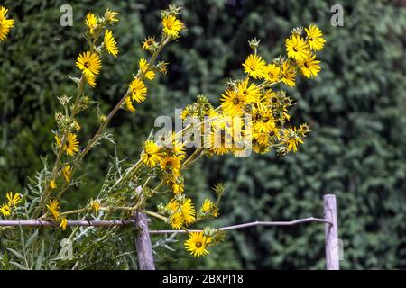 Silphium laciniatum wächst am Zaun Compass Plant Stockfoto