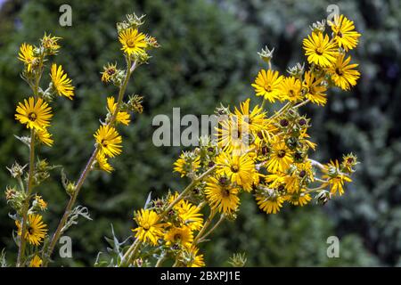 Silphium laciniatum Compass Pflanze hoch Stockfoto