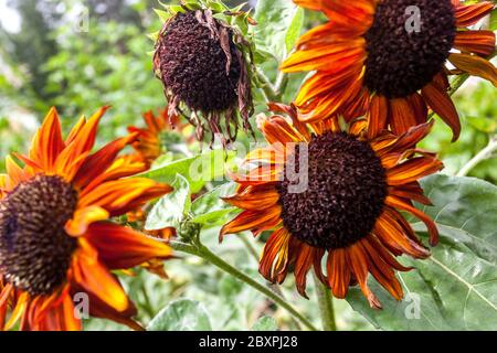 Orange Rote Sonnenblumen Garten Rote Blumen Terrakotta Sonnenblumen Rote Sonnenblumen Stockfoto