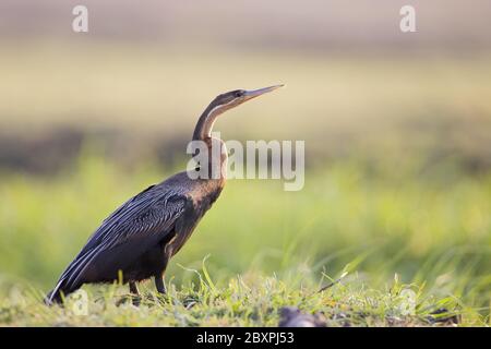 African Darter, Snakebird, (Anhinga melanogaster rufa), Chobe NP, Afrika Stockfoto