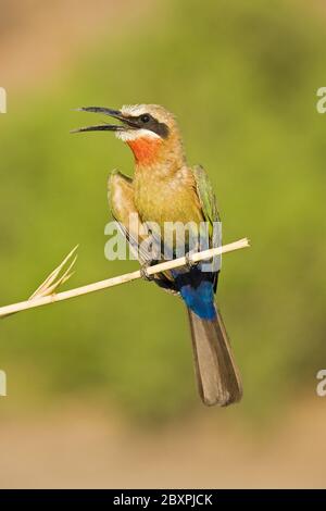 Weißstirnbienenfresser, Botswana, Afrika Stockfoto