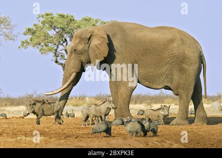 Stier Afrikanischer Elefant mit Warzenschweinen, Savuti, Chobe National Park, Botswana, Afrika Stockfoto