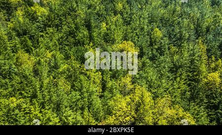Luftaufnahme von oben auf den Frühlingswald mit grünen Pinien auf Madeira, Insel Portugal Stockfoto
