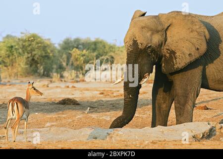 Afrika, Bull African Elephant und Impala, Afrika Stockfoto