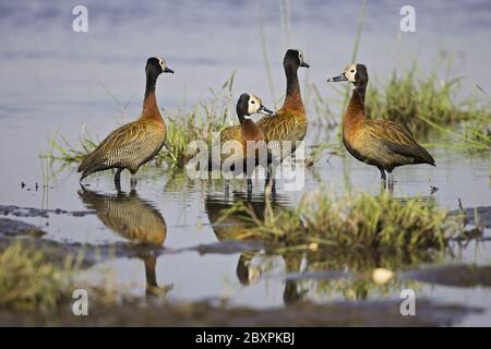 Weißgesichtenente [Dendrocygna viduata], Moremi-Nationalpark, Botsuana, Afrika Stockfoto