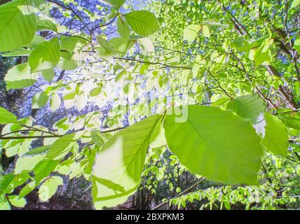 Hinterleuchtete Buchenblätter im Frühling an einem sonnigen Tag Stockfoto