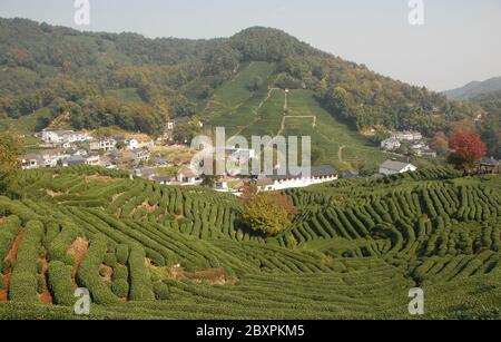 Longjing Tea Village in der Nähe von Hangzhou in der Provinz Zhejiang, China. Blick auf das Dorf und die Felder, wo der berühmte Longjing Tee angebaut wird Stockfoto