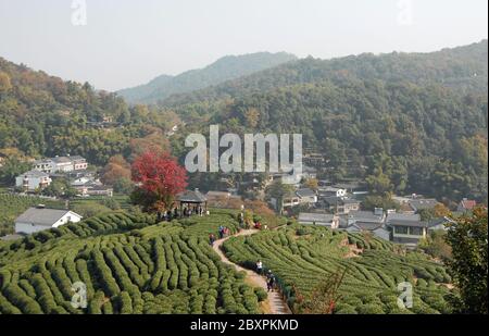 Longjing Tea Village in der Nähe von Hangzhou in der Provinz Zhejiang, China. Blick auf das Dorf und die Felder, wo der berühmte Longjing Tee angebaut wird Stockfoto