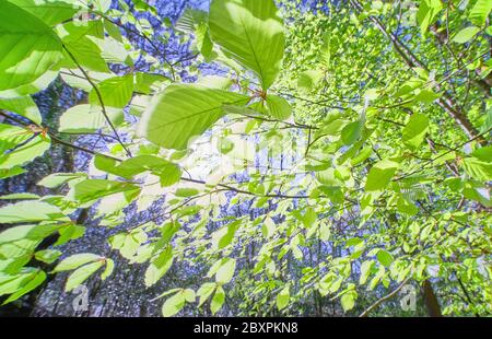 Hinterleuchtete Buchenblätter im Frühling an einem sonnigen Tag Stockfoto