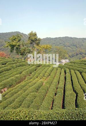 Longjing Tea Village in der Nähe von Hangzhou in der Provinz Zhejiang, China. Blick auf das Dorf und die Felder, wo der berühmte Longjing Tee angebaut wird Stockfoto