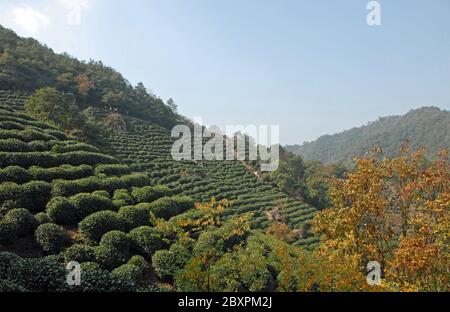 Longjing Tea Village in der Nähe von Hangzhou in der Provinz Zhejiang, China. Blick auf die Hügel und Felder, wo der berühmte Longjing Tee angebaut wird Stockfoto