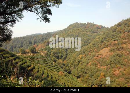 Longjing Tea Village in der Nähe von Hangzhou in der Provinz Zhejiang, China. Blick auf die Hügel und Felder, wo der berühmte Longjing Tee angebaut wird Stockfoto