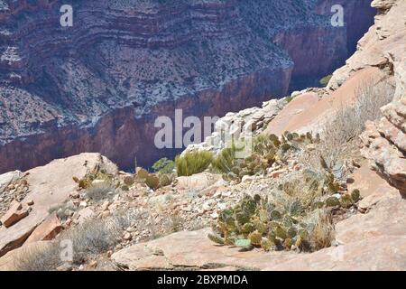 Vegetation des Grand Canyon, Kaktuspflanzen wachsen auf den Felsen im Canyon Stockfoto