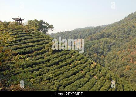 Longjing Tea Village in der Nähe von Hangzhou in der Provinz Zhejiang, China. Blick auf die Hügel und Felder, wo der berühmte Longjing Tee angebaut wird Stockfoto