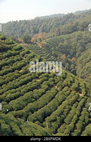 Longjing Tea Village in der Nähe von Hangzhou in der Provinz Zhejiang, China. Blick auf die Hügel und Felder, wo der berühmte Longjing Tee angebaut wird Stockfoto