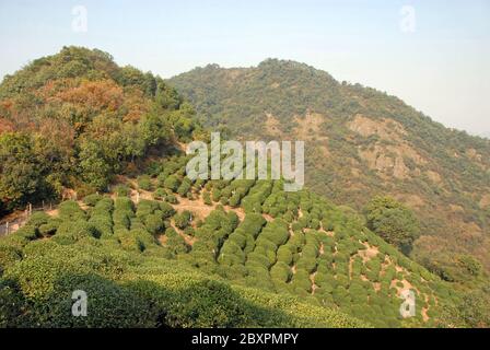 Longjing Tea Village in der Nähe von Hangzhou in der Provinz Zhejiang, China. Blick auf die Hügel und Felder, wo der berühmte Longjing Tee angebaut wird Stockfoto