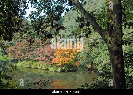 Longjing Tea Village in der Nähe von Hangzhou in der Provinz Zhejiang, China. Ein schöner See und Bäume in Herbstfarben im Wald bei Longjing. Stockfoto