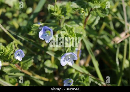 Buxbaums speedwell, Veronica personca Stockfoto