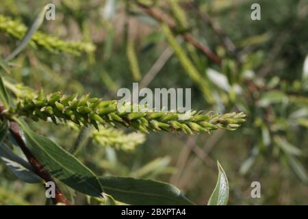 Weibliche Kätzchen auf einer Rissweide, salix fragilis Stockfoto