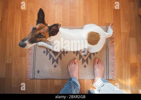 Weitwinkelaufnahme eines jungen Hundes, der auf einem Teppich im Zimmer sitzt, Blickwinkel auf menschliche Beine. Leben mit Haustieren Konzept: Lustige Fuchsterrier Welpen suchen Stockfoto