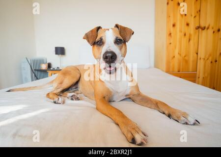 Hund chillen auf einem menschlichen Bett in einem Schlafzimmer. Haustiere zu Hause, Happy staffordshire Terrier drinnen Stockfoto