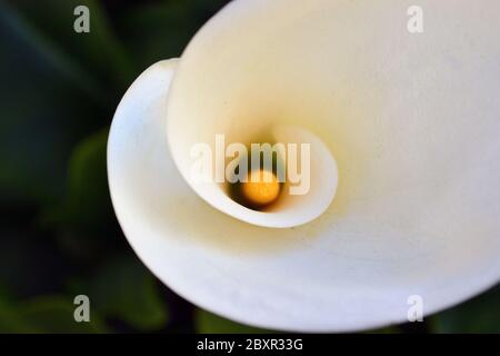 Schöne glatte Kurven und Proportion einer weißen und gelben eleganten Blume der Calla Lily Stockfoto