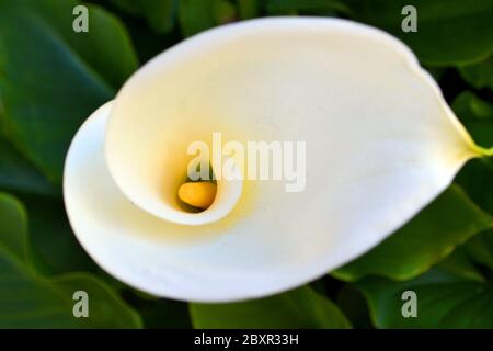 Schöne glatte Kurven und Proportion einer weißen und gelben eleganten Blume der Calla Lily Stockfoto