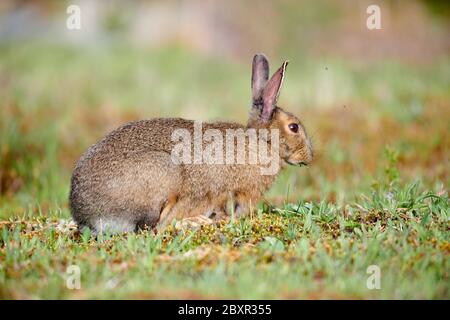 Schneeschuhhase (lepus americanus), die auf Gräsern füttert, Cherry Hill, Nova Scotia, Kanada, Stockfoto