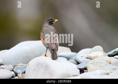 American Robin (Turdus migratorius), Cherry Hill, Nova Scotia, Kanada, Stockfoto