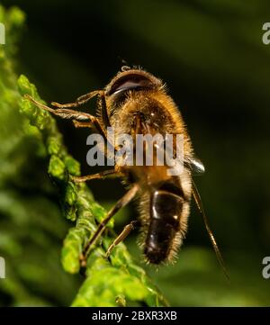 Drohnenflug (Eristalis tenax) auf einer Blume, Großbritannien Stockfoto