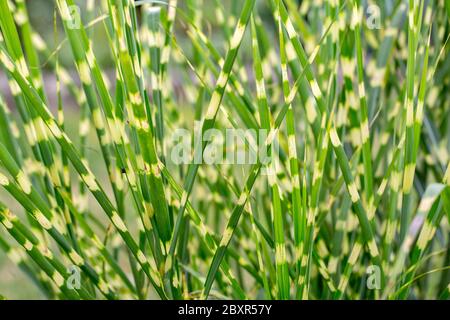 Nahaufnahme von Ornamental Gras Miscanthus sinensis Zebrinus Stockfoto