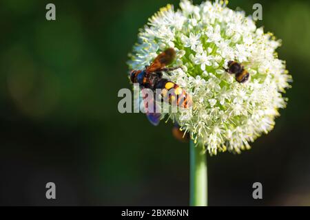 Scolia lat. Megascolia maculata lat. Scolia maculata ist eine Art von großen Wespen aus der Familie der schuppigen Megascolia maculata. Die Mammutwespe. Stockfoto