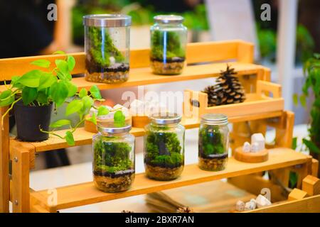 Flasche Gartendekoration zu Hause. Kleine Deko Pflanzen in einer Glasflasche/Gartenterrariumflasche/ Wald in einem Glas-Selbstökosystem in modernem Interieur Stockfoto