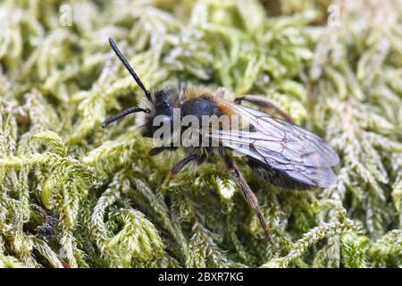 Clarke's Bergbaubiene (Andrena clarkella) männlich Stockfoto