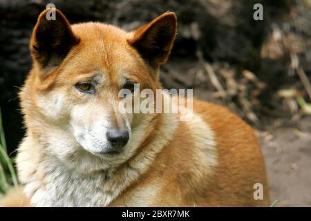 Australischen Dingo Stockfoto