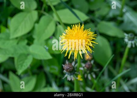 Wilder Löwenzahn blühte im Garten aus nächster Nähe Stockfoto