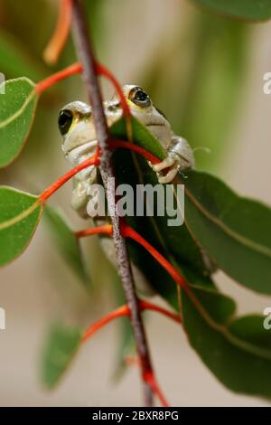 Westlichen grünen Laubfrosch Stockfoto
