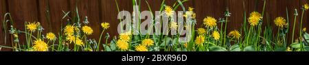 Natur Hintergrund mit blühenden gelben Löwenzahn. Löwenzahn Blume auf Sommerwiese. Banner. Copy space. Stockfoto