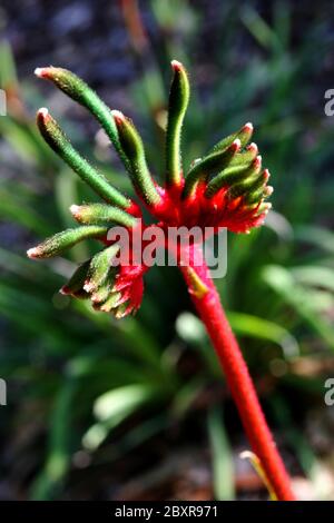 Australische Kangaroo Paw Stockfoto