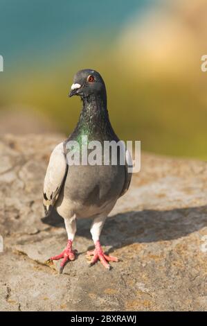 Resident im mittelmeerraum. Macht sehr hohe Flüge in den Nistungs- und Futterbereichen. Stadt Peniche. Portugal. Cabo Carvoeiro. Nau dos Corvos. 23.03.2020. Wissenschaftlicher Name: Columba livia. Stockfoto