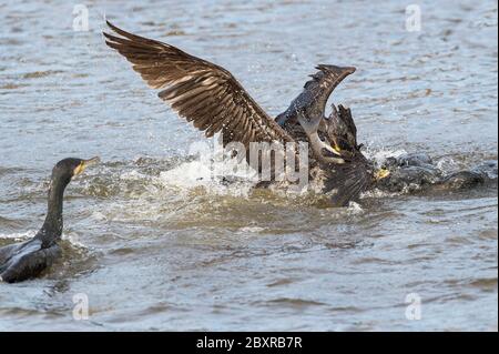 Phalacrocorax carbo. Nistet in Bäumen. Reproduziert auf Felsvorsprüngen und Klippen entlang der Küste. Dorf Paul da Tornada. Ökologisches Zentrum. Caldas da Rainha, Portugal. Stockfoto