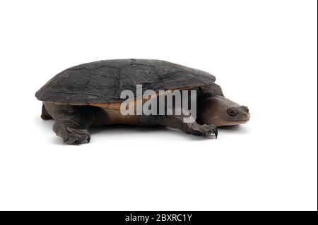 Östliche Langhalsschildkröte isoliert auf weißem Grund Stockfoto