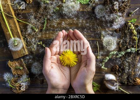 Frau Hände hält einen gelben Löwenzahn zwischen den trockenen Blumen. Konzept Sommer Stockfoto