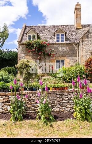 Füchshunde wachsen außerhalb eines Steinhauses in der Cotswold Weiler Taddington, Gloucestershire UK Stockfoto