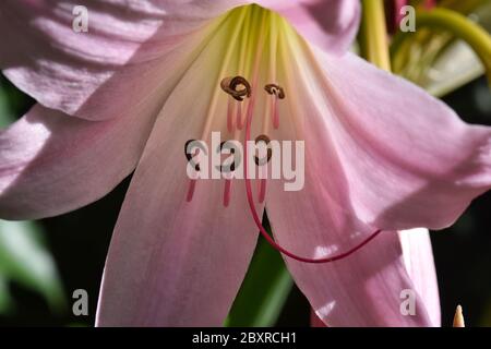 Sumpflilie, Crinum x puellii pink, Crinumx puellii Rosum Sumpflilie Stockfoto