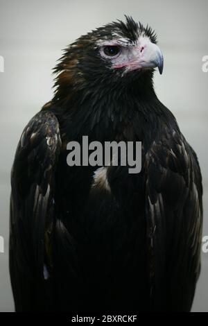 Keilschwanz Adler Stockfoto