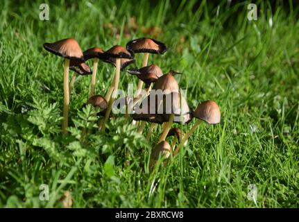 Gewöhnlicher Tintendeckel Pilz Stockfoto