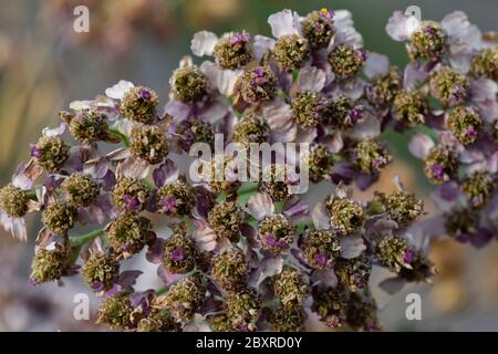 Getrocknete Bündel von gemeinem Lavendel Stockfoto