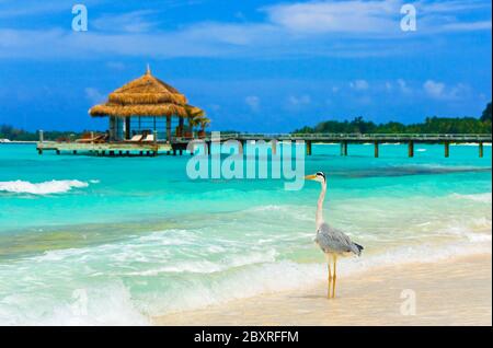 Reiher am Strand Stockfoto