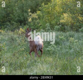 Ein junger Weißschwanz Reh, der mit seinem langen flauschigen Schwanz in einer Muskoka-Lichtung im Frühling davonläuft Stockfoto